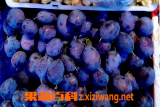 �и��ܳ���÷�� �и��������ܳ���÷��