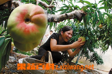 ���߰ٿ����