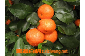 �и����Գ�ɰ������