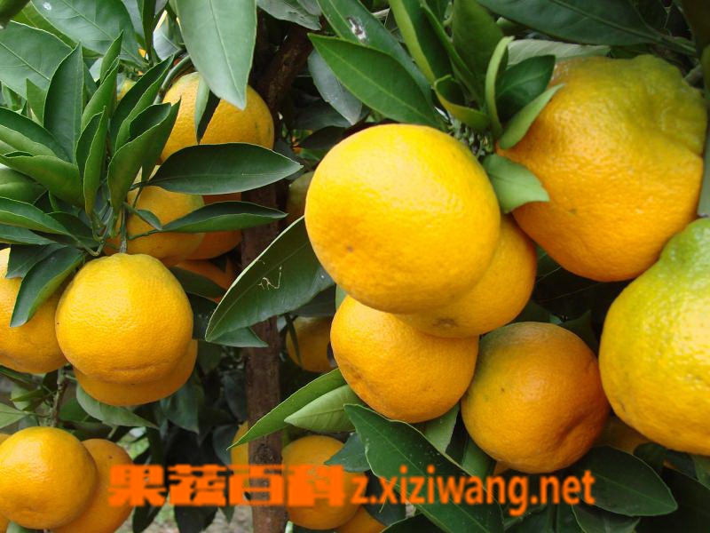 ���߰ٿ��۽�