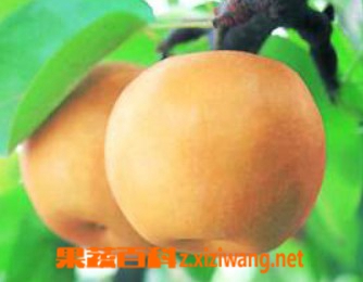 ���߰ٿƶ������ʲô�ô�