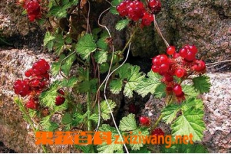 éݮ�Ĺ�Ч������