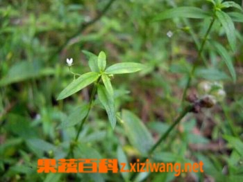 白花蛇舌草的功效和作用 中药知识 做法 功效与作用 营养价值www Asqxzs Com 白花蛇舌草的功效和作用 中药知识 做法 功效与作用 营养价值www Asqxzs Com