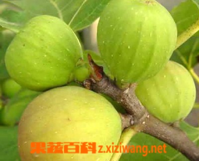 ���߰ٿ��޻���