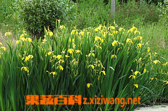 果蔬百科黄菖蒲