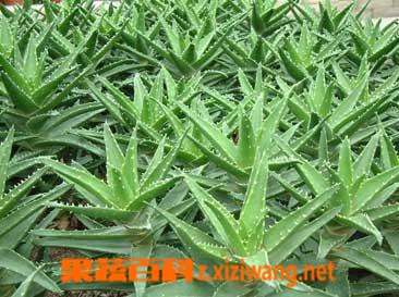 ���߰ٿ�«��֭