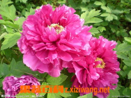 ���߰ٿ�ĵ��...</p><a href=
