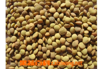 С�ⶹ�Ĺ�Ч��Ӫ������