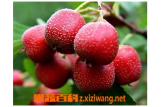 ɽ髵����� ɽ髿��������¾���