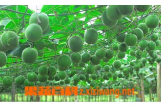 �޺�����������ȫ