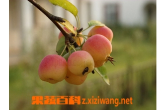 ���Ĺ�Ӫ��������Ӫ������