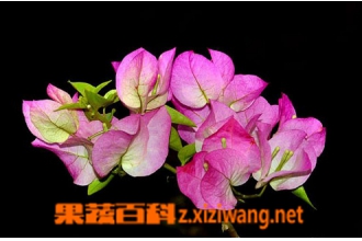 Ҷ�ӻ��Ĺ�Ч������