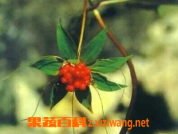 ��Ҷһ֦���Ĺ�Ч������