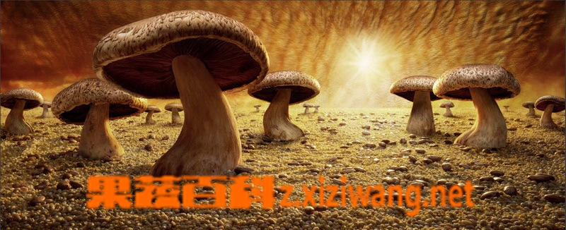 ���߰ٿ��㹽