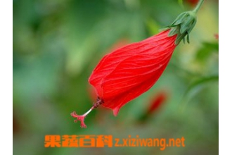 ���廨�Ĺ�Ч������