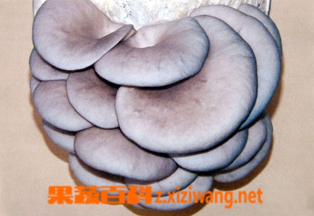 ���߰ٿ�Ģ��
