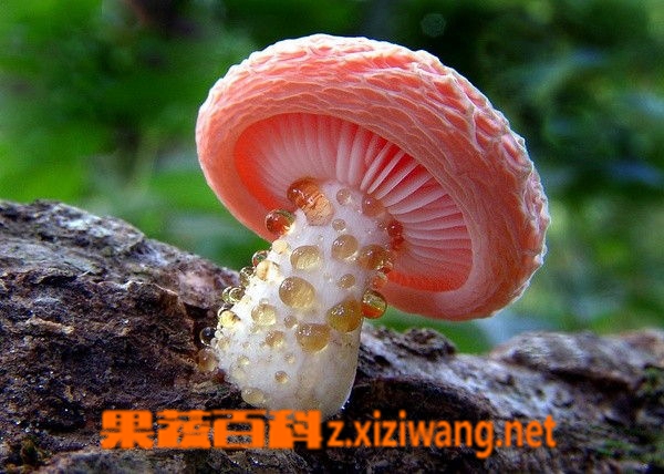 ���߰ٿ�Ģ��