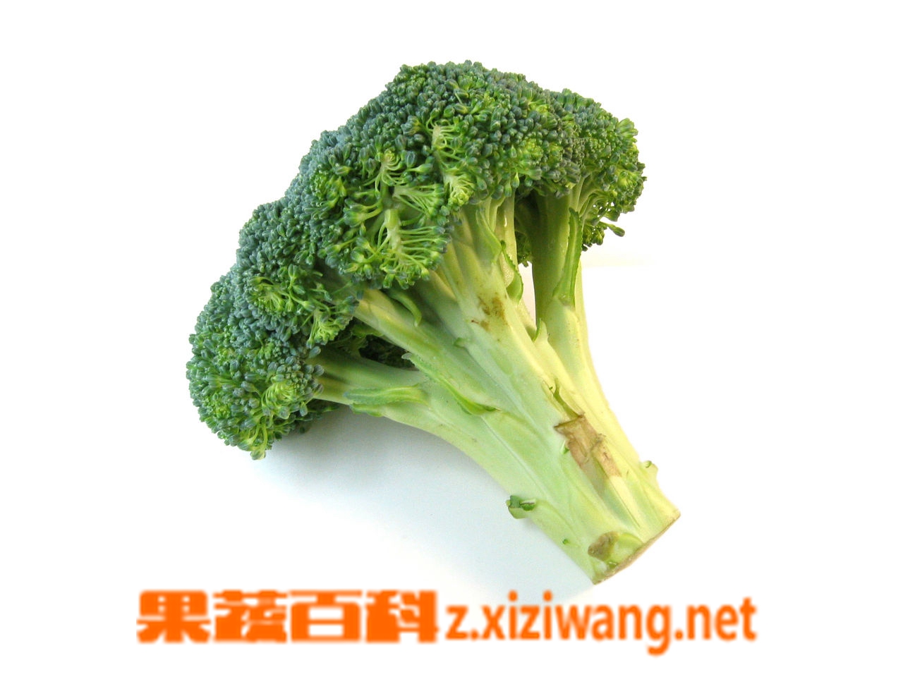 青花菜的医疗作用 花菜 做法 功效与作用 营养价值www Asqxzs Com 青花菜的医疗作用 花菜 做法 功效与作用 营养价值www Asqxzs Com