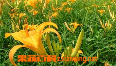 果蔬百科金针菜