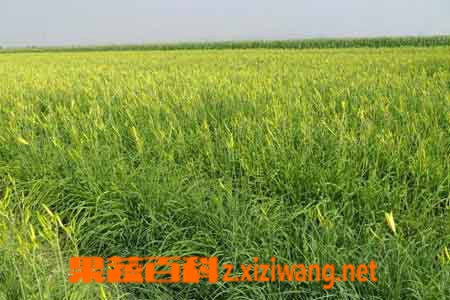 果蔬百科金针菜