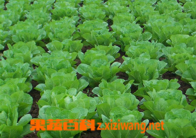 果蔬百科蔬菜