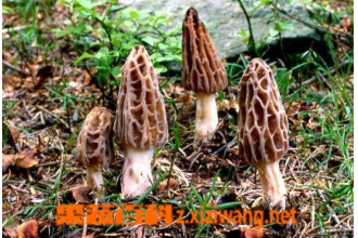 ��Ǿ��ĳԷ���ȫ