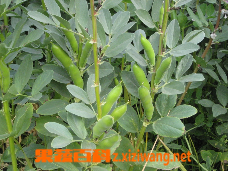 ���߰ٿƲ϶�