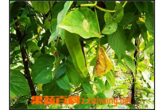 ����ʳ�ü�ֵ��Ӫ������