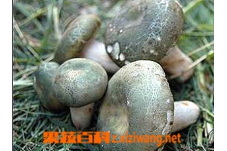 ��ͷ����Ӫ����ֵ�ͳԷ�