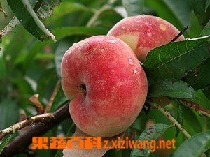 ���߰ٿ����