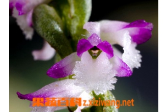 緲ݵĹ�Ч������