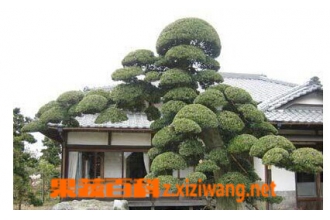 �޺��ɵĹ�Ч������