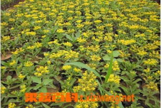 �����ߵĹ�Ч������