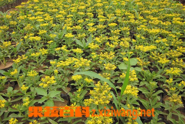 ���߰ٿƾ�������