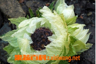 ��ɽѩ����ô�� ��ɽѩ���ĳԷ���ͼƬ