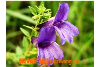 ë����Ĺ�Ч������