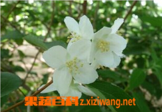 ���߰ٿ�ëҶɽ÷��