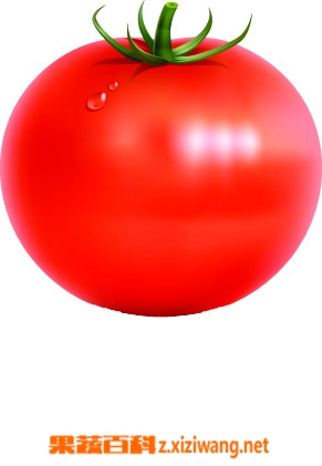 ���߰ٿƷ���