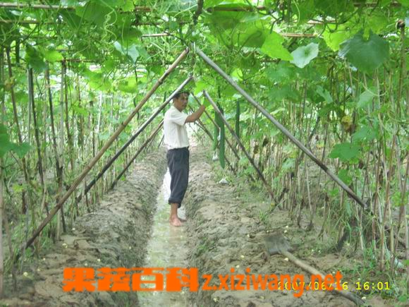 果蔬百科丝瓜