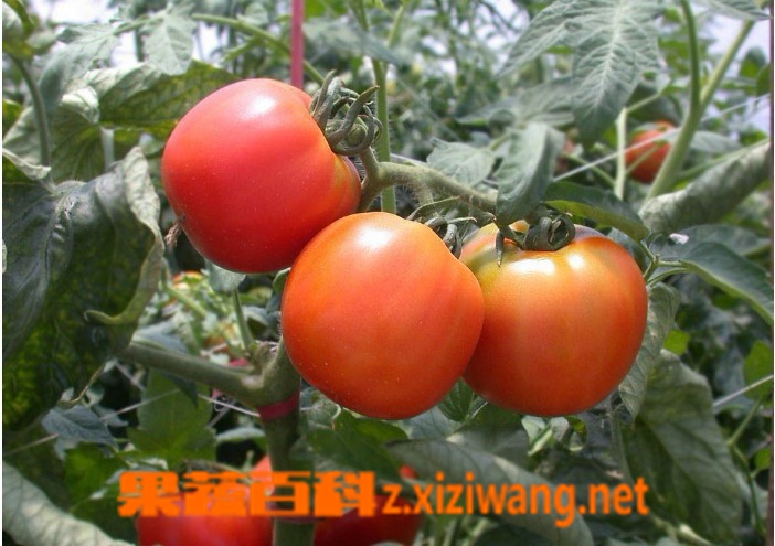 ���߰ٿ�С����