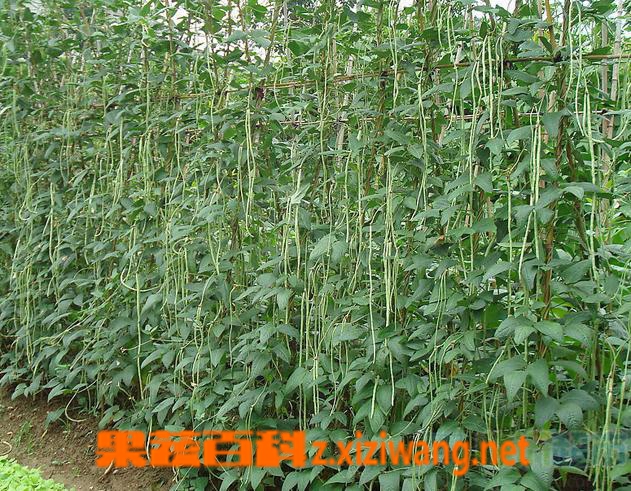 ���߰ٿ�������