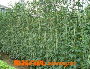 ���߰ٿ�����