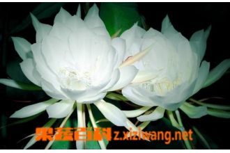 꼻��Ĺ�Ч������