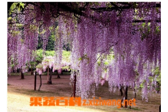 ���ٻ�Ӫ����ֵ��ʳ�÷���