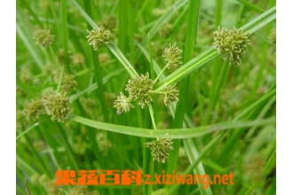 �㸽�ӵĹ�Ч������