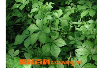 �����Ҷ�Ĺ�Ч������