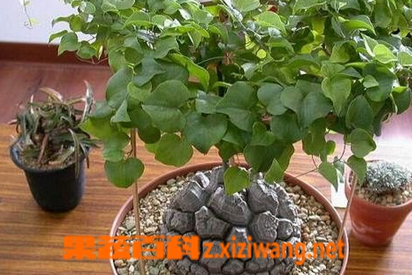 ���߰ٿƹ����