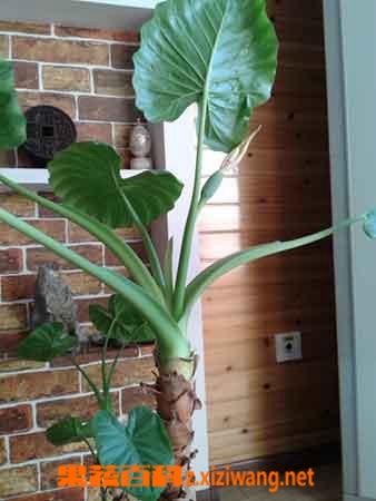 ���߰ٿƵ�ˮ����