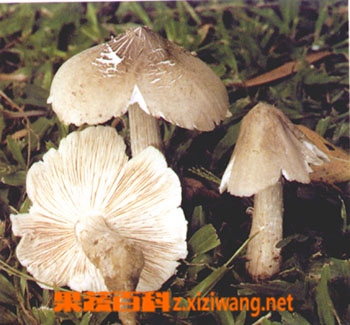 ���߰ٿƼ��ݾ��Ĺ�Ч�ͳԷ�