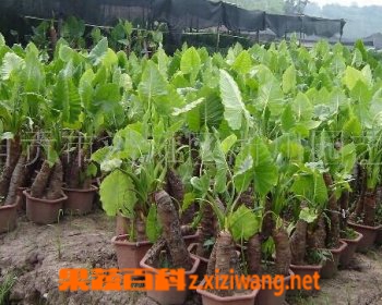 ���߰ٿƺ���